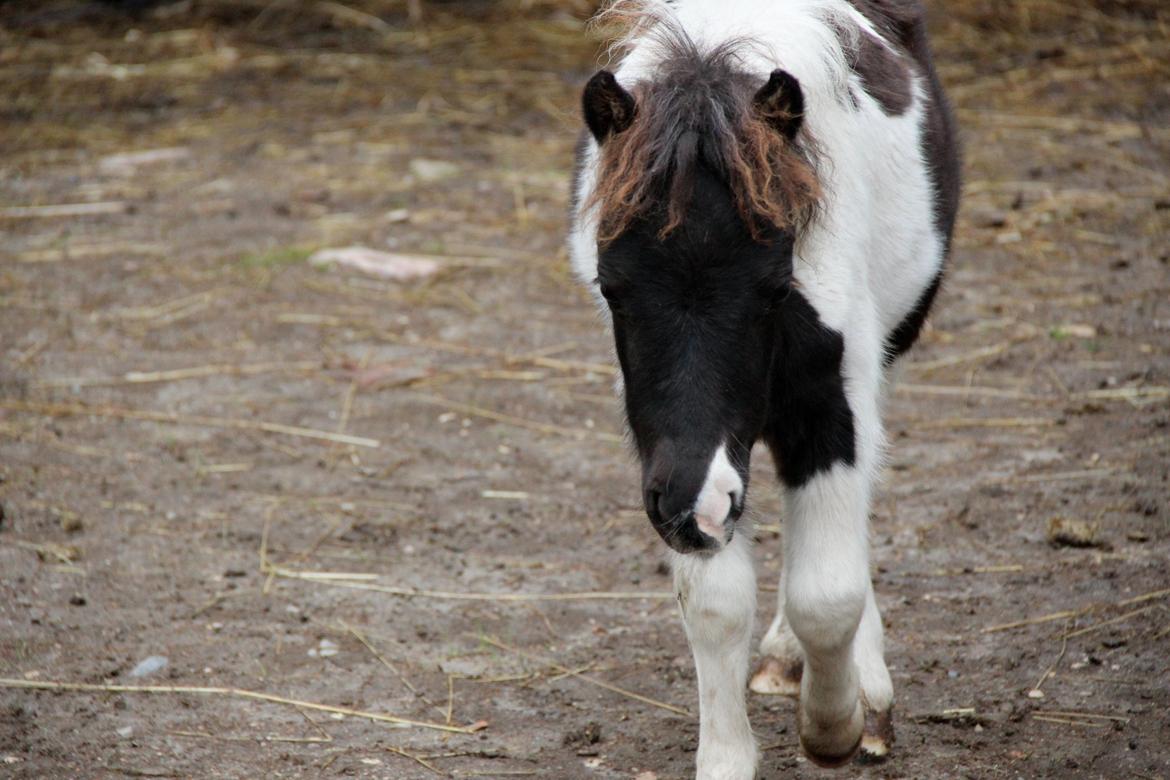 Mine flotteste heste billeder - Min Theo mand <3 billede 17