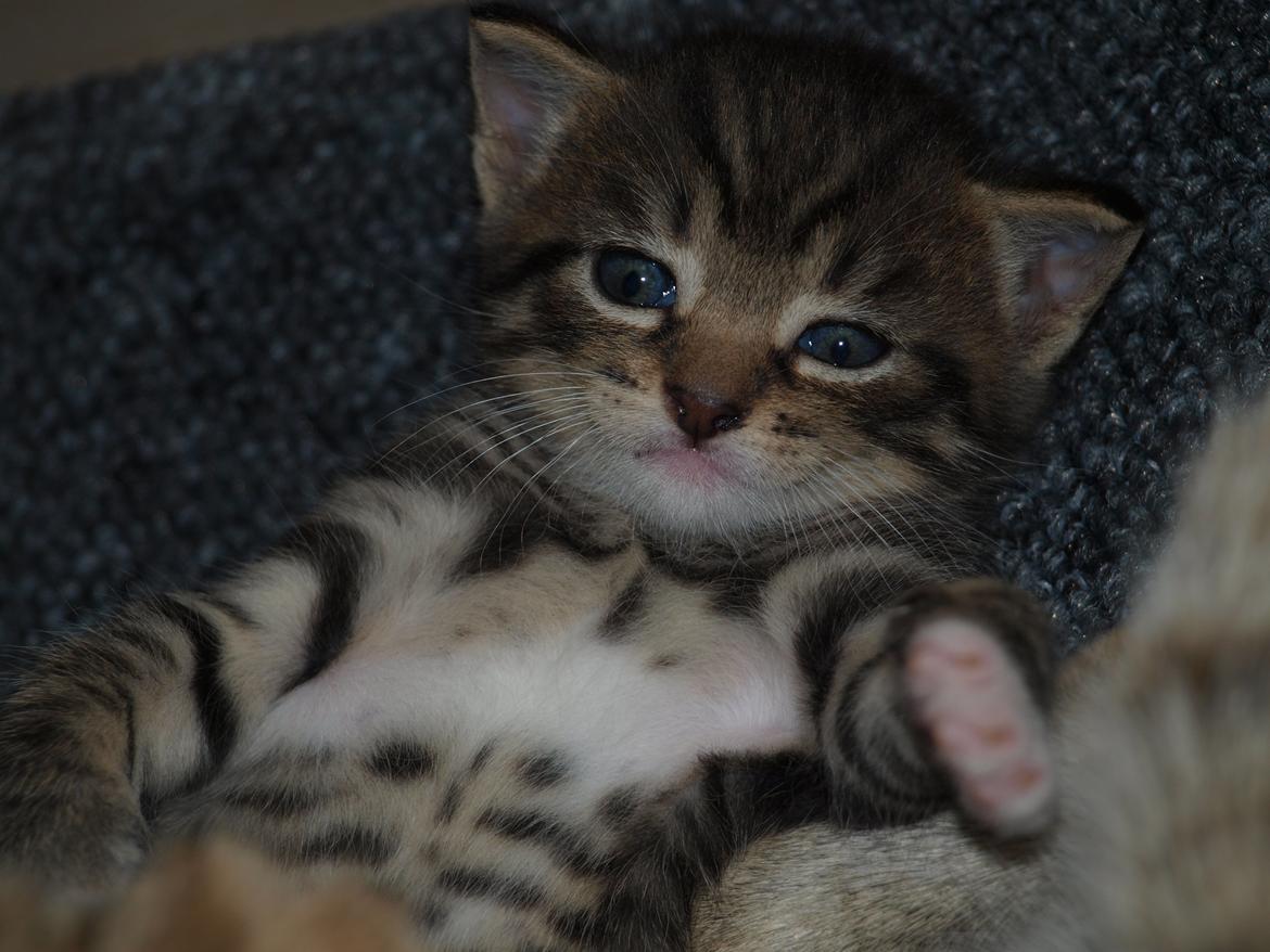 TIGER :D  - lad vær med at tage billeder af mig  billede 5