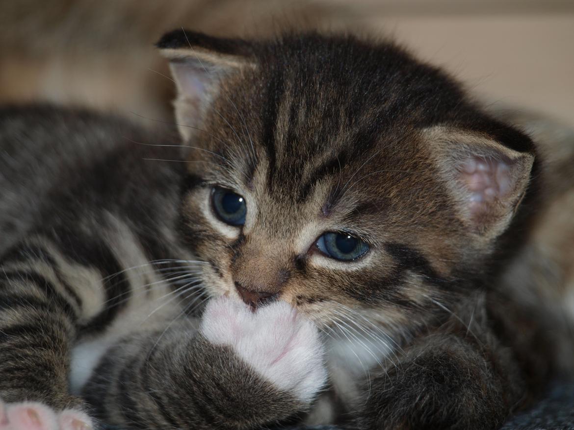 TIGER :D  billede 10