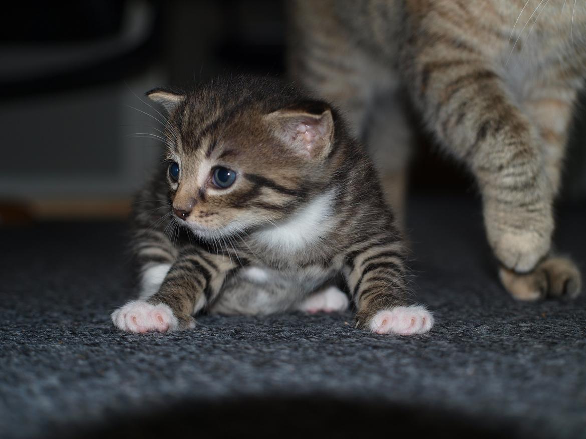 TIGER :D  billede 11