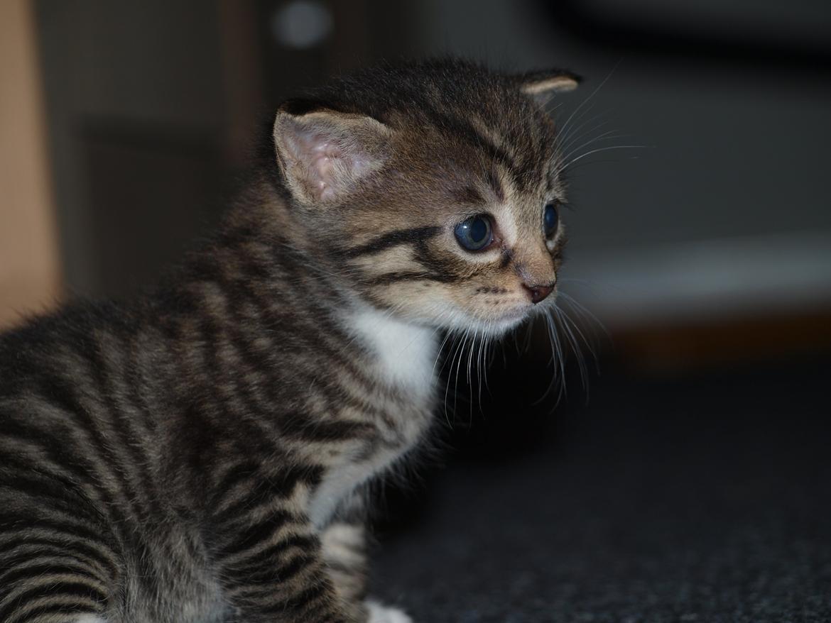 TIGER :D  billede 12