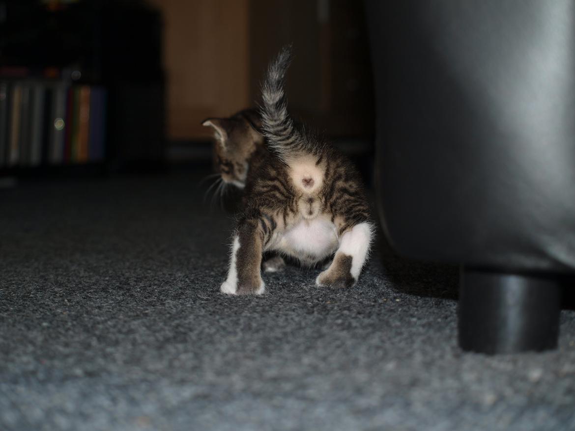 TIGER :D  - rand mig i røven :D billede 13