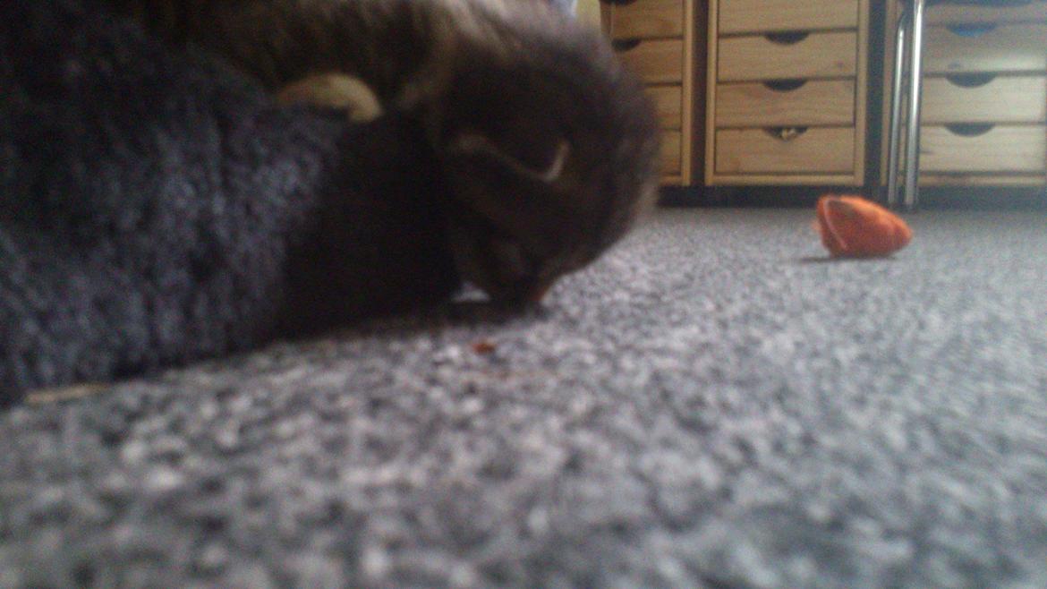 TIGER :D  - hovedet er bare så tungt :O billede 3