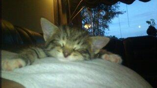 TIGER :D  billede 15