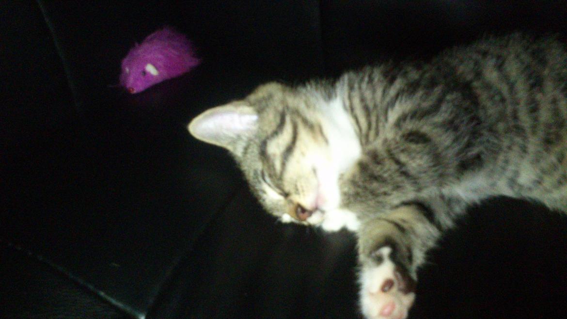 TIGER :D  - gør mig lige list til :D billede 28