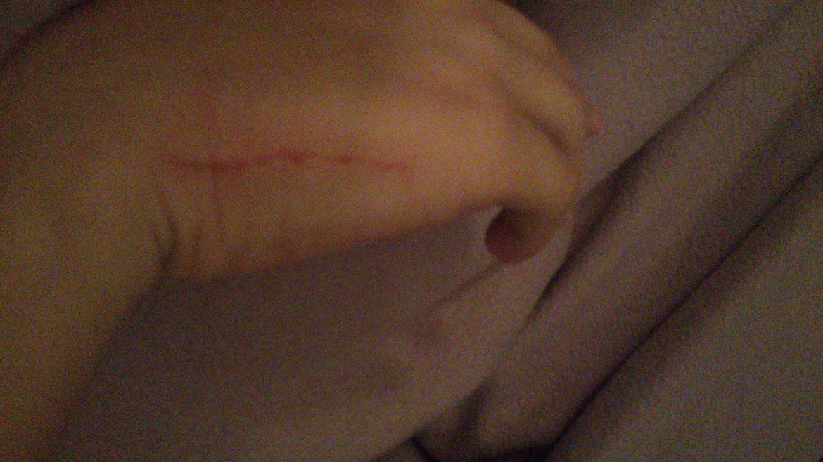 TIGER :D  - træn ikke føntørre med en kat :O billede 36