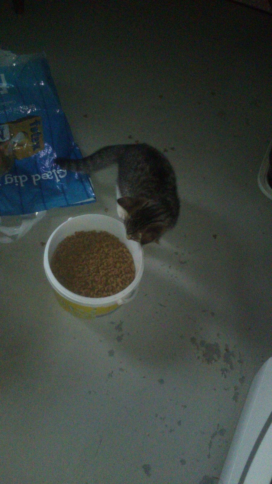 TIGER :D  - øj er det min aftensmad :O katte himlen :D billede 29