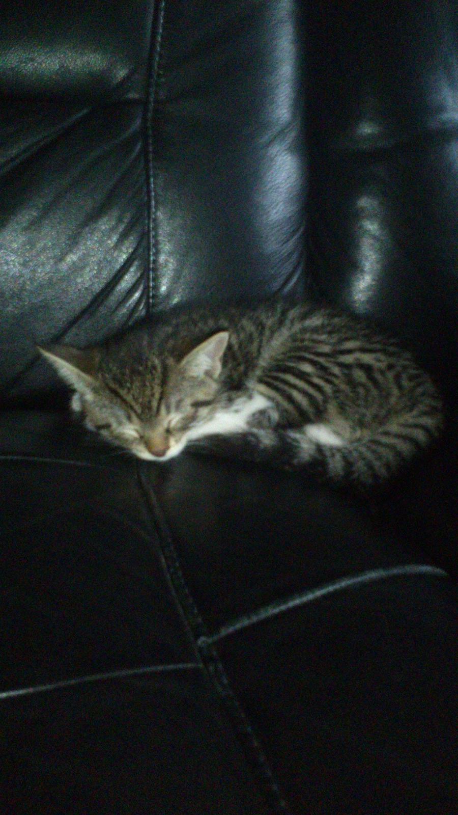 TIGER :D  billede 27