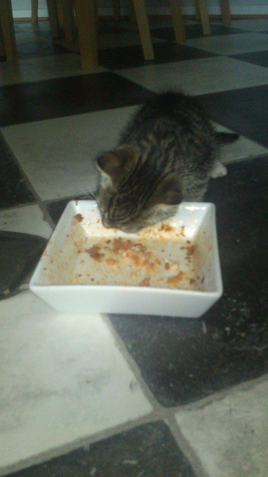 TIGER :D  - hmm lasagne  billede 26