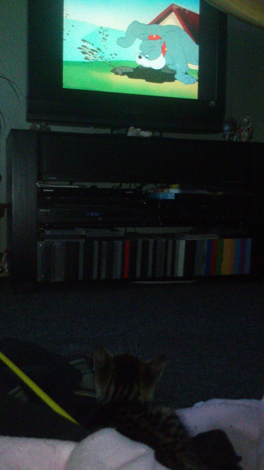 TIGER :D  - Tom og Jerry i tv ej pas på TOM :o  billede 25