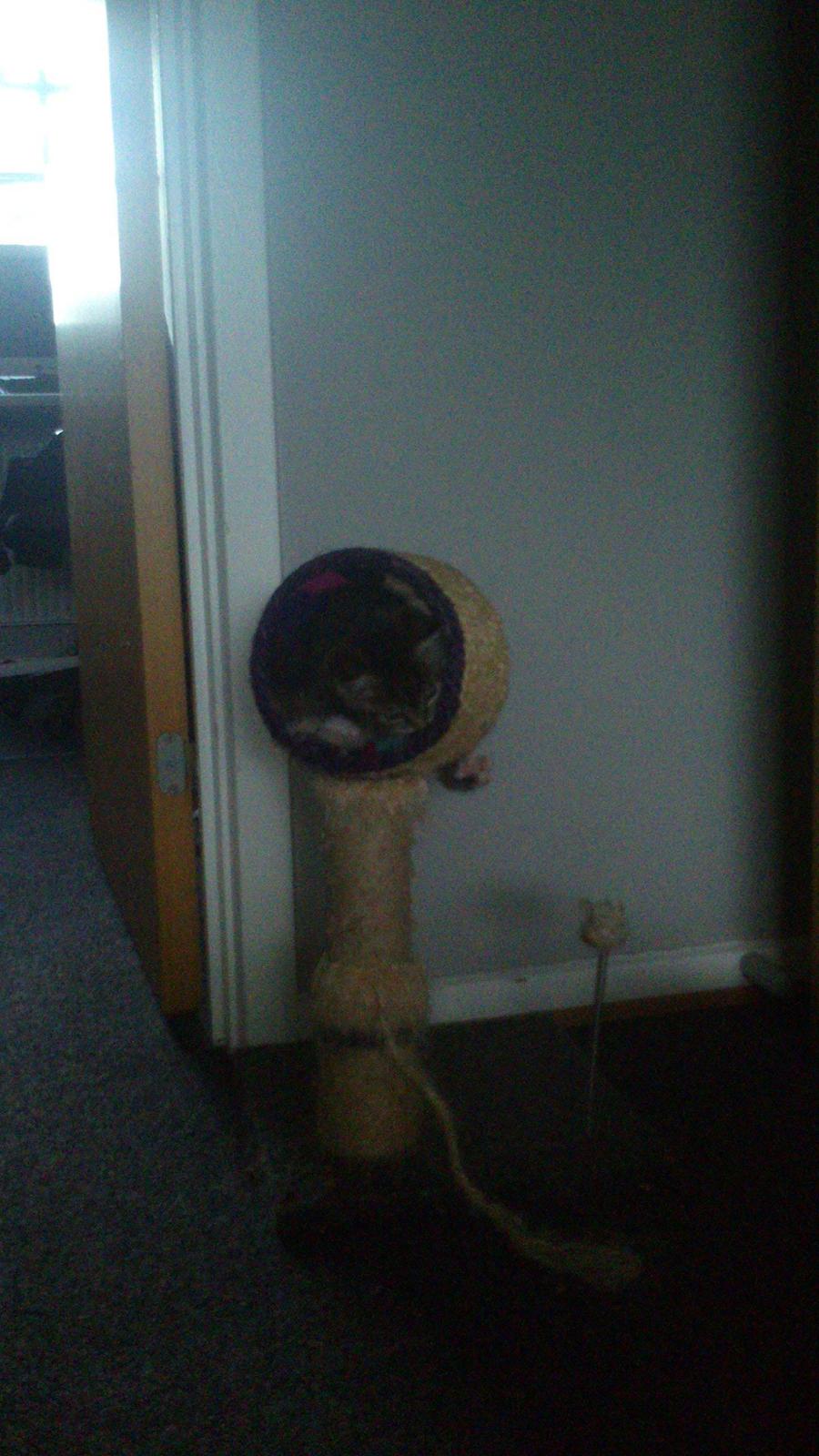 TIGER :D  billede 24