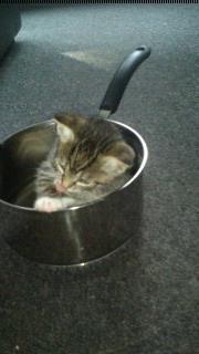 TIGER :D  - gør mig lige lidt lækker til aftensmad :D billede 16