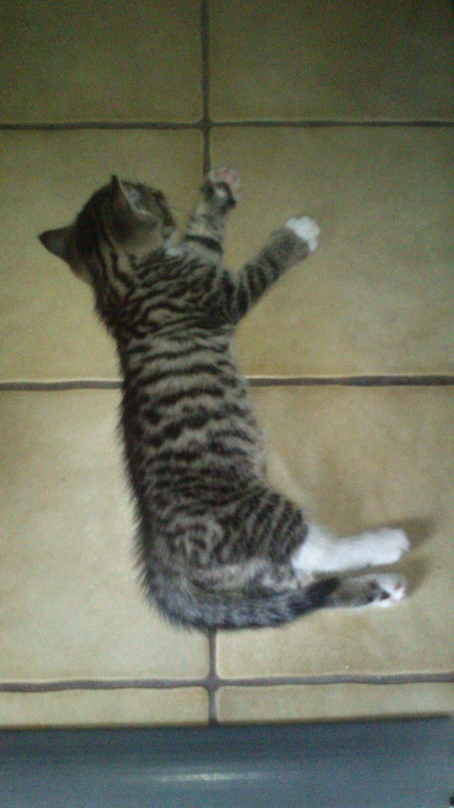 TIGER :D  - er bare død træt efter at have besøgt kattemors ejer billede 17