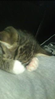 TIGER :D  - stadig helt vildt træt billede 18