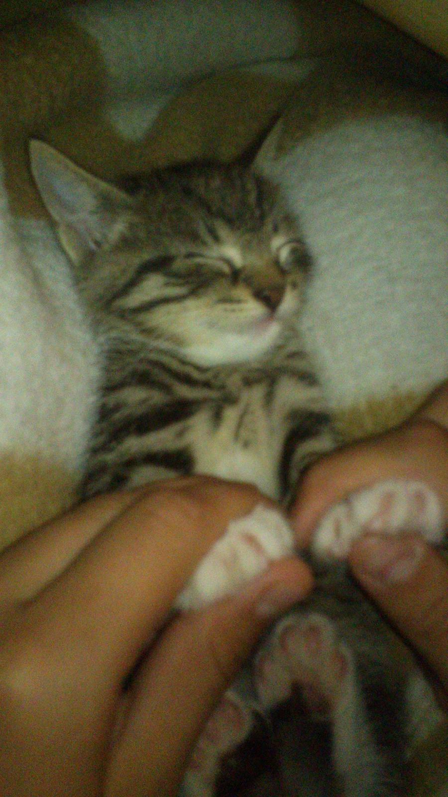 TIGER :D  - dejlig med fod masage :D billede 19