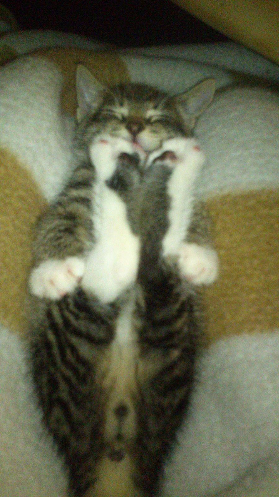 TIGER :D  billede 20