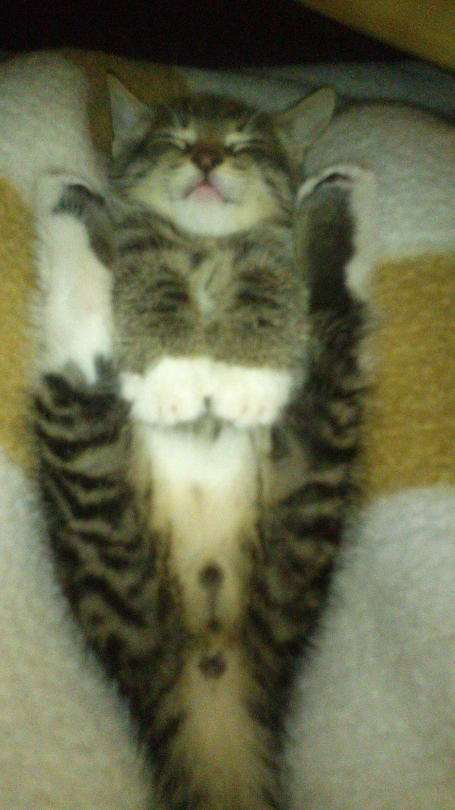 TIGER :D  billede 21