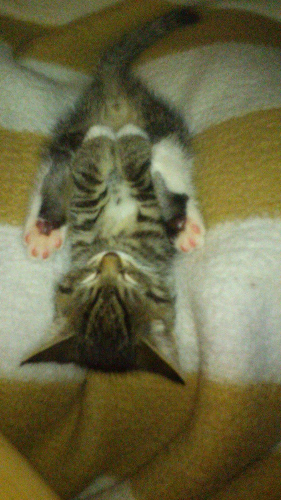 TIGER :D  billede 22