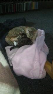 TIGER :D  billede 23