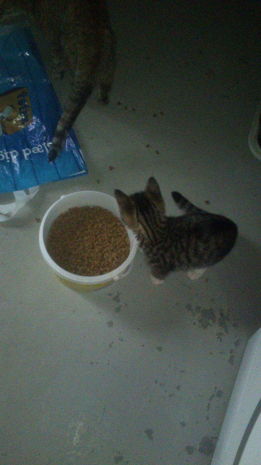 TIGER :D  billede 30