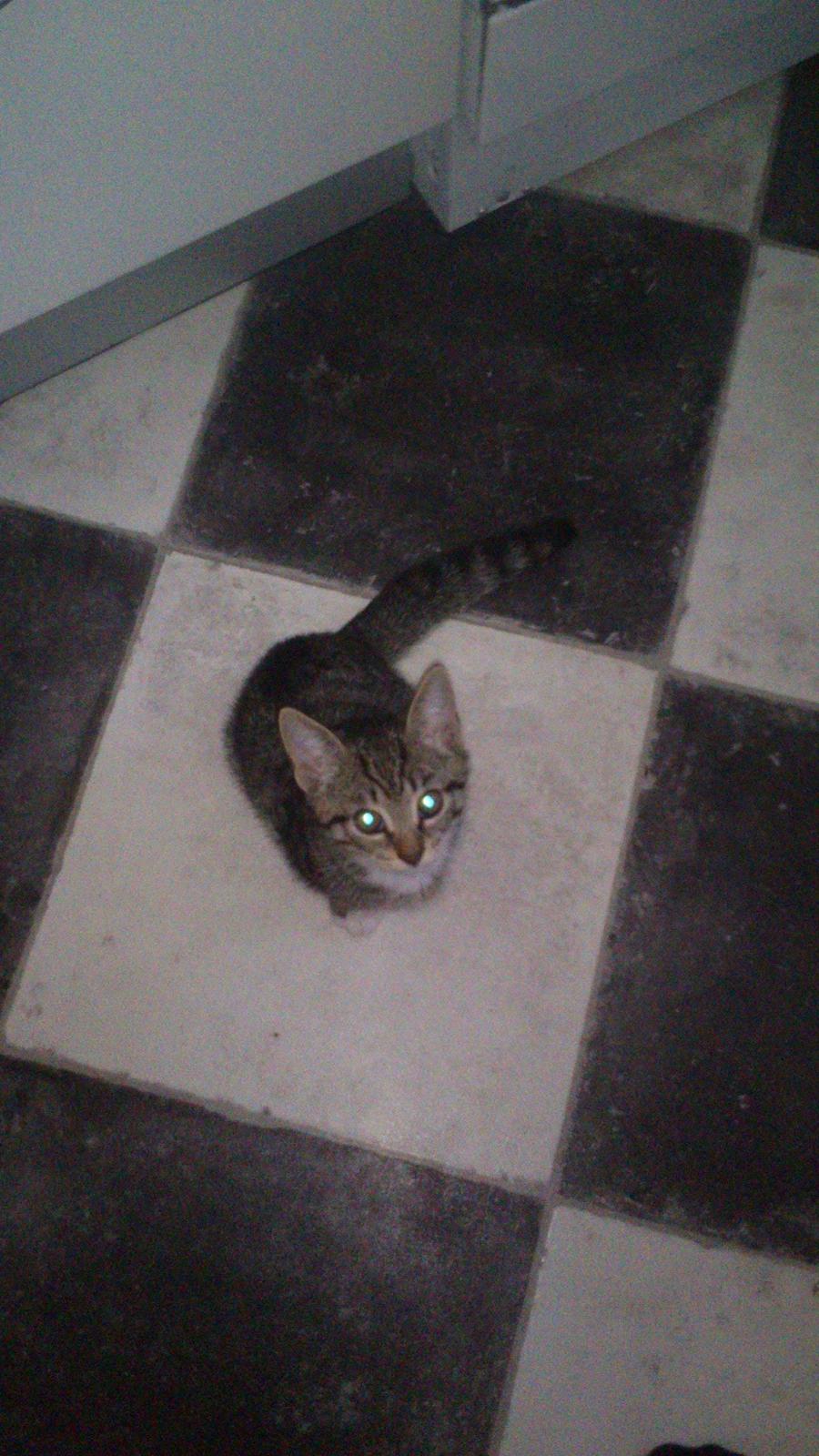 TIGER :D  - hej :D billede 31