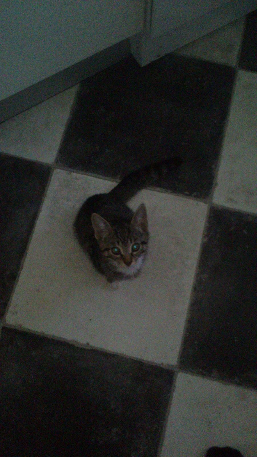 TIGER :D  billede 32