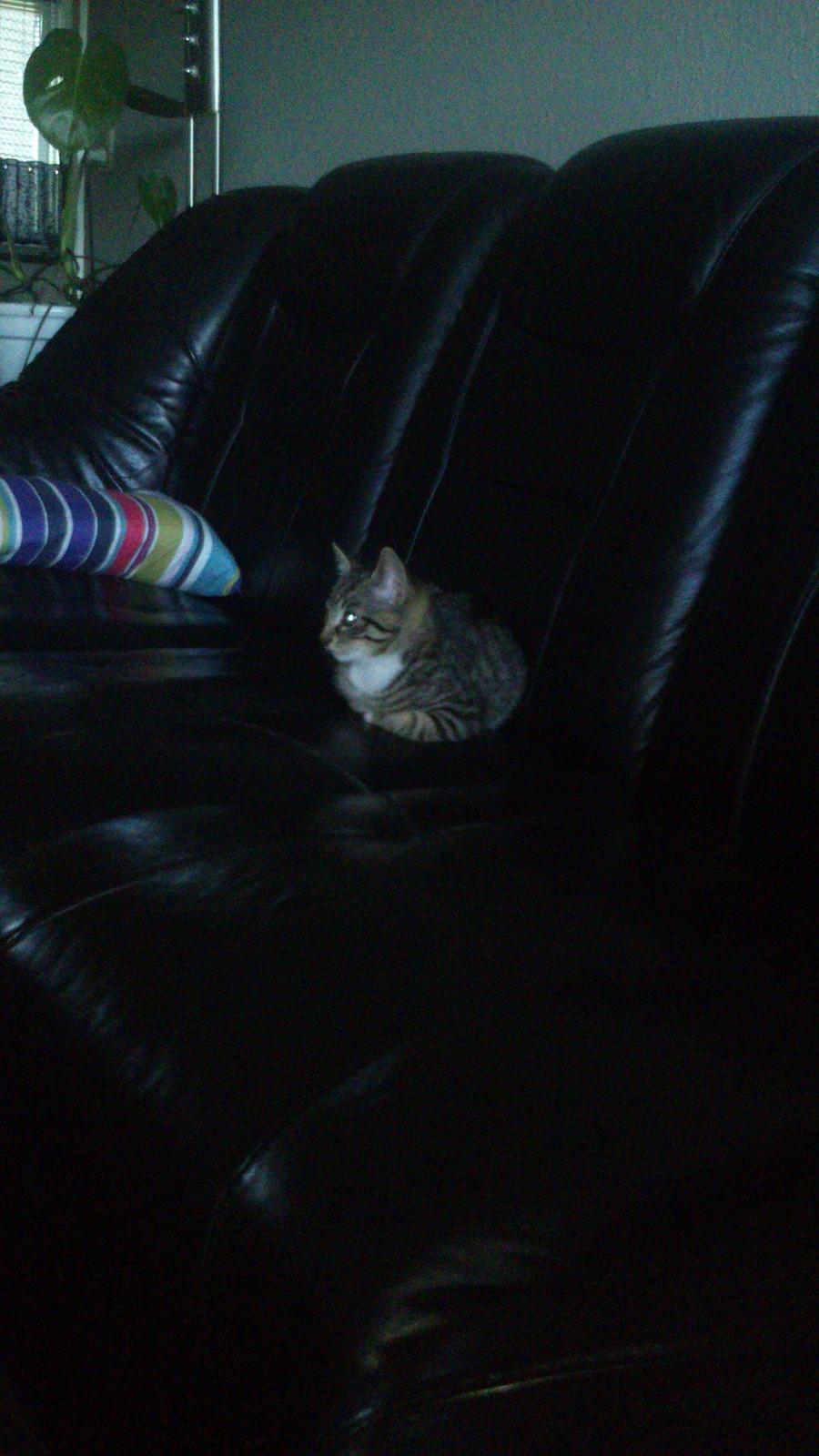 TIGER :D  - tom og jerry igen (seriøst den kat er tv narkoman og den er sygt vild med tom og jerry) billede 33