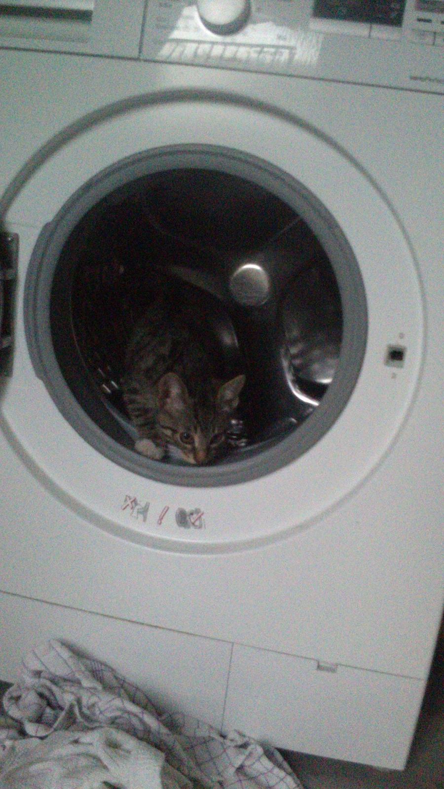 TIGER :D  - en kattehjul :D billede 34