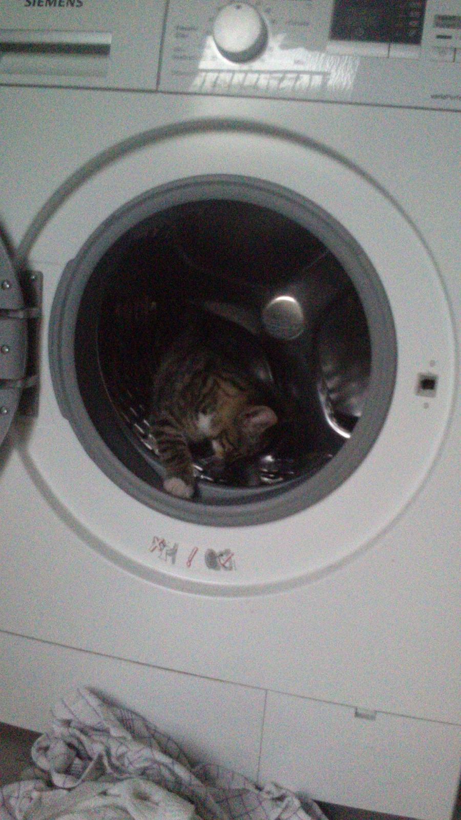 TIGER :D  billede 35