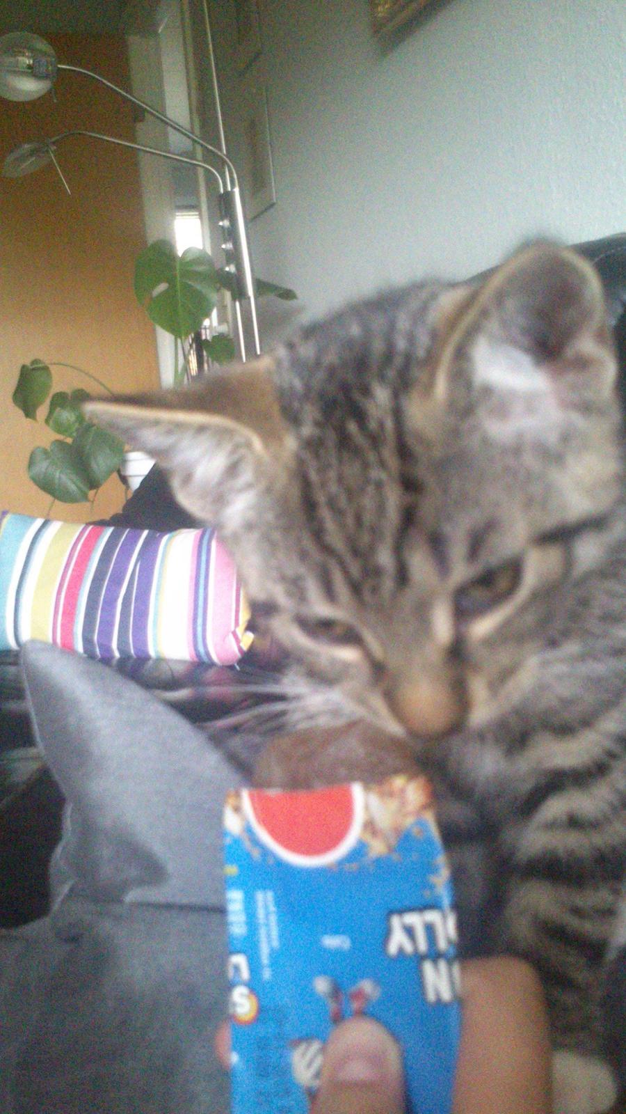 TIGER :D  - rigtig godt billede 40