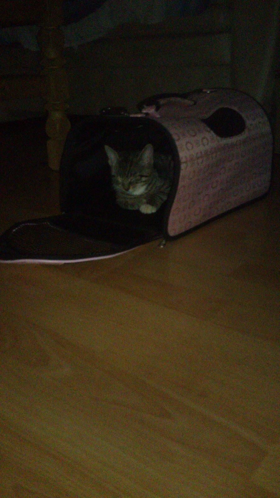 TIGER :D  - beøsg hos nye ejere  billede 42