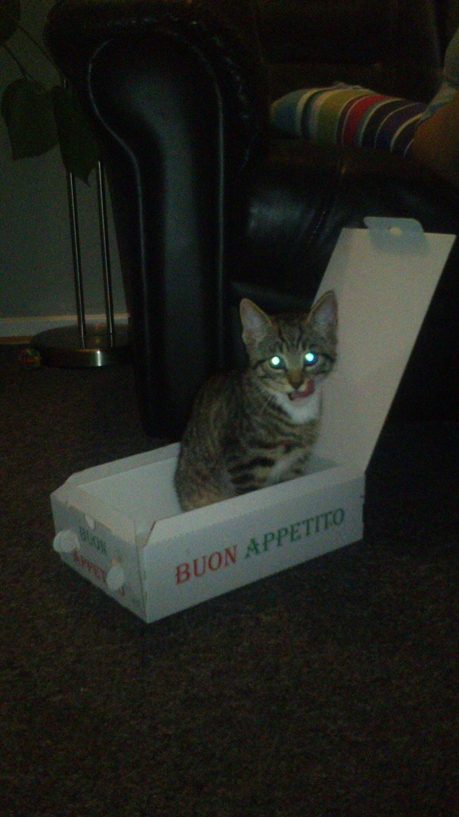 TIGER :D  - nej den har ikke fået pizza men det ser bare så komisk ud kig på tungen :D billede 43