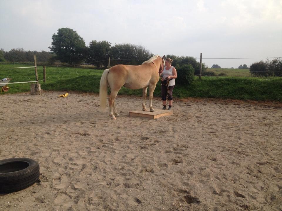 tillidsøvelser/ aligity med Rowina billede 1