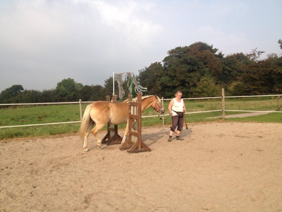 tillidsøvelser/ aligity med Rowina billede 3