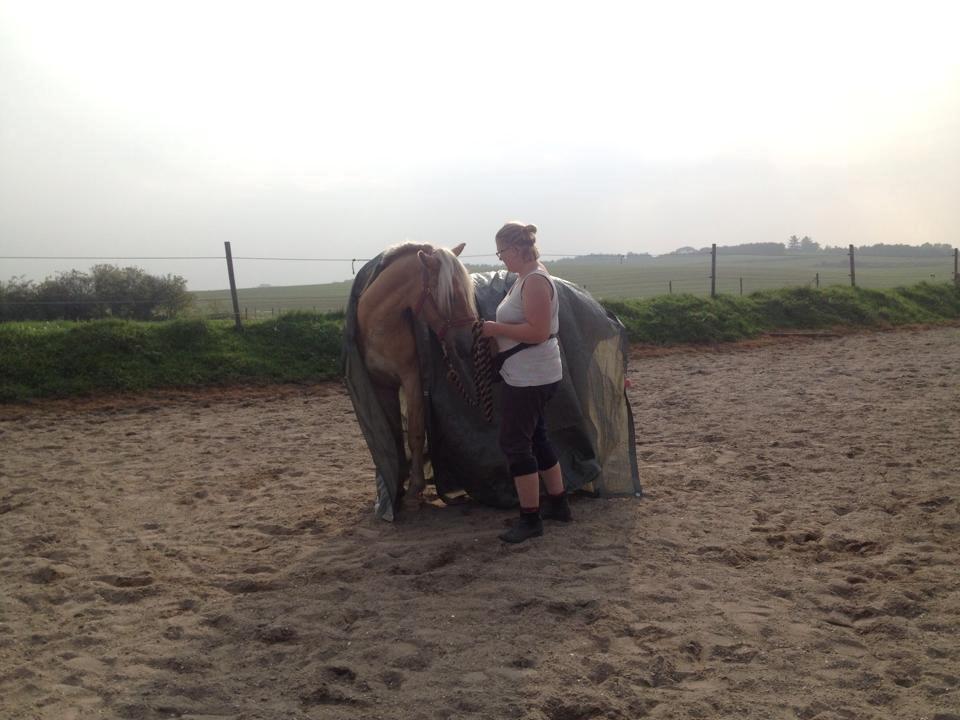 tillidsøvelser/ aligity med Rowina billede 5