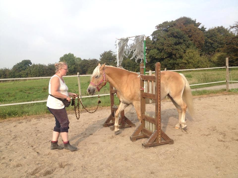 tillidsøvelser/ aligity med Rowina billede 8