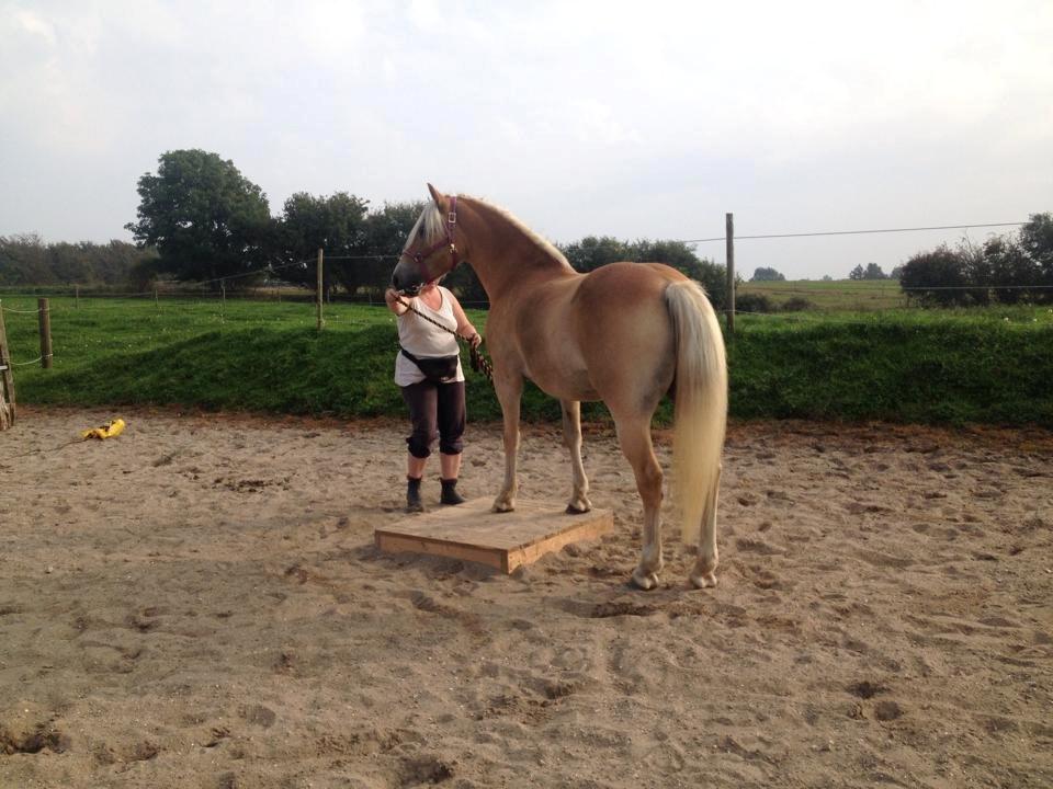 tillidsøvelser/ aligity med Rowina billede 9