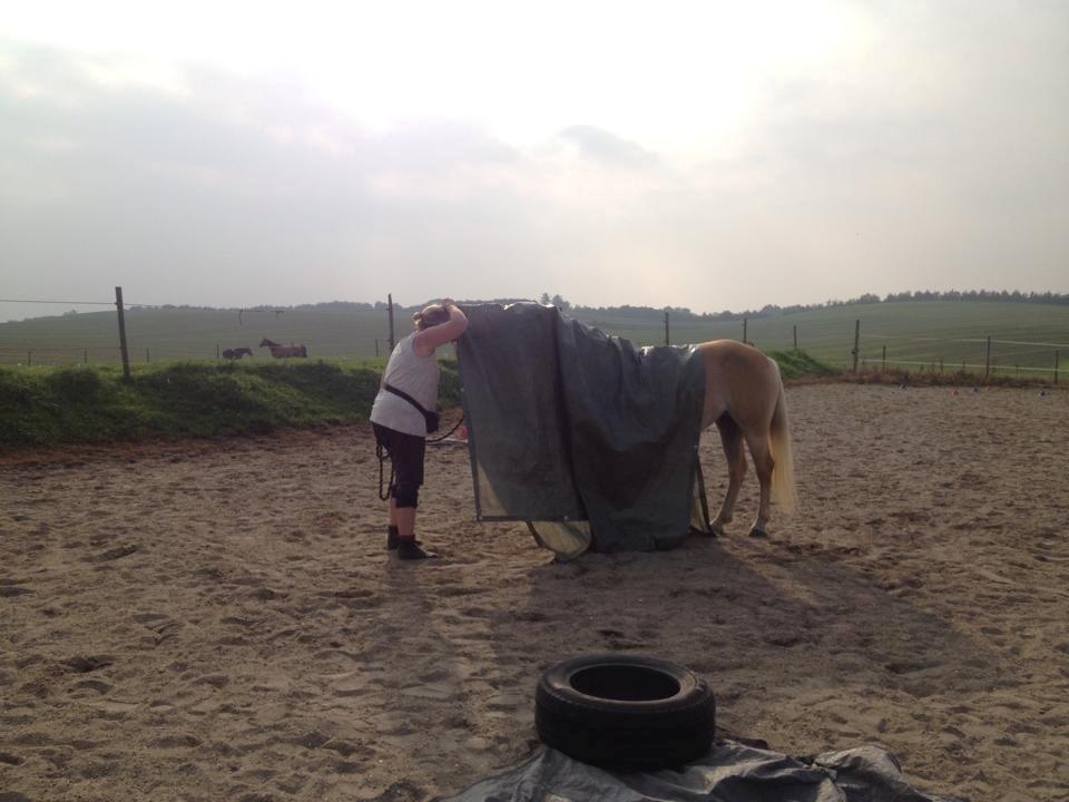 tillidsøvelser/ aligity med Rowina billede 11