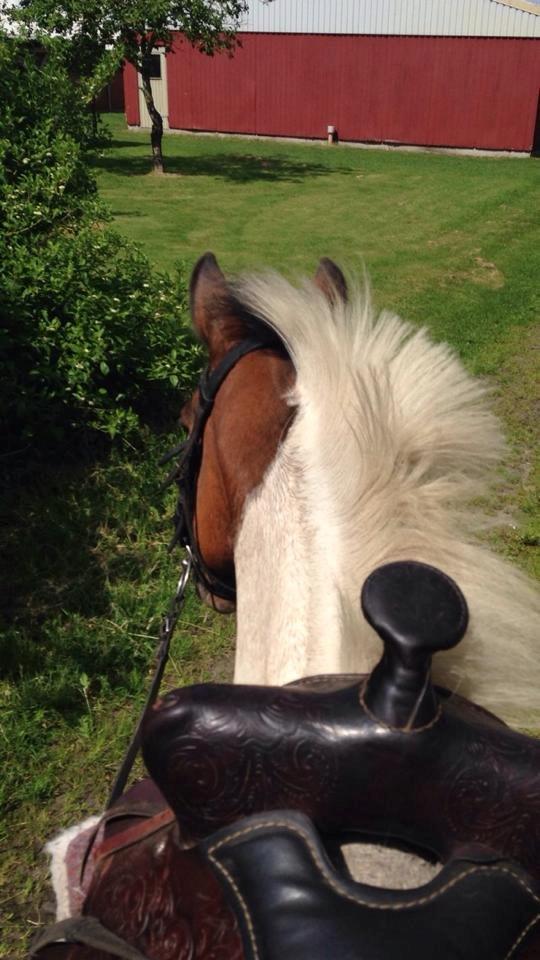 western ridning  billede 3