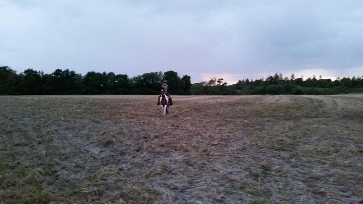 western ridning  billede 7