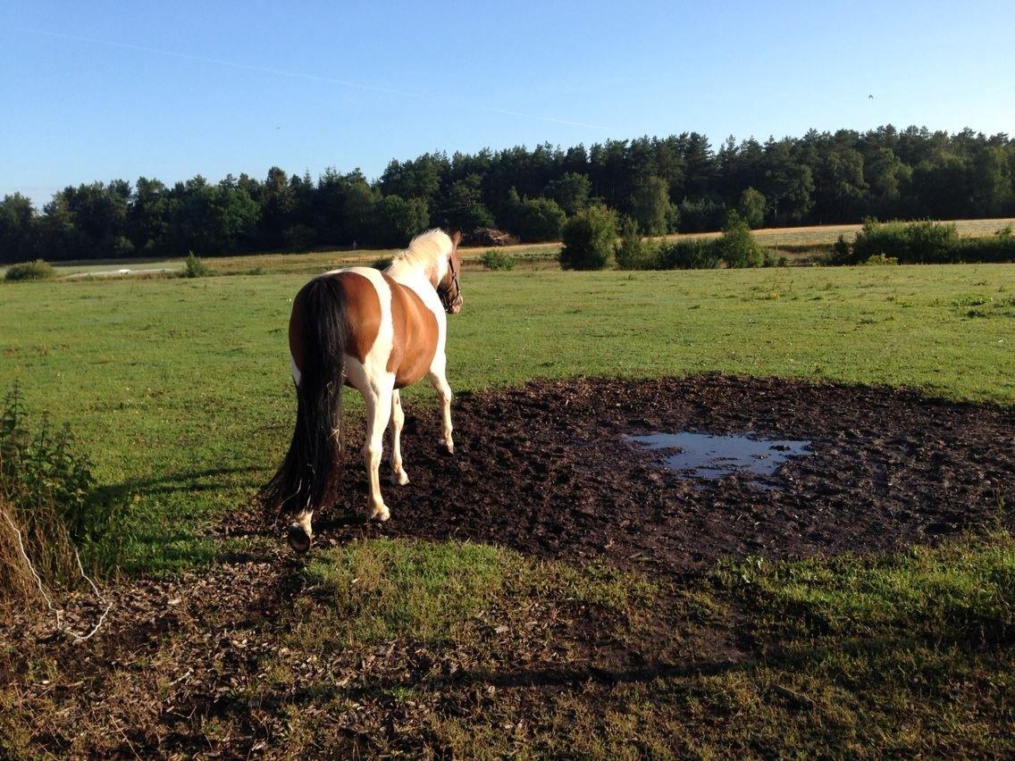 western ridning  billede 4