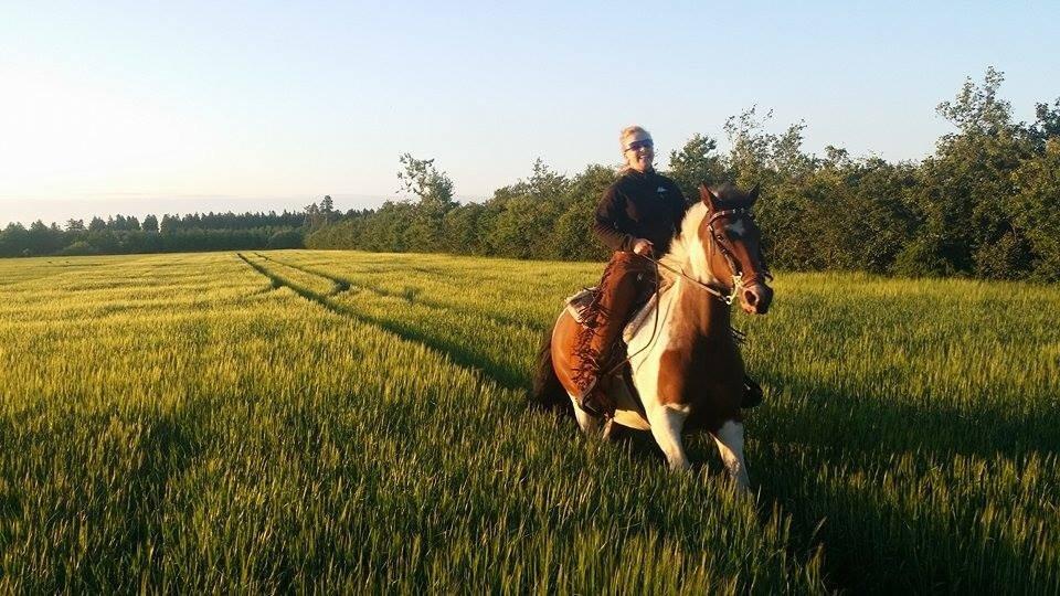 western ridning  billede 8