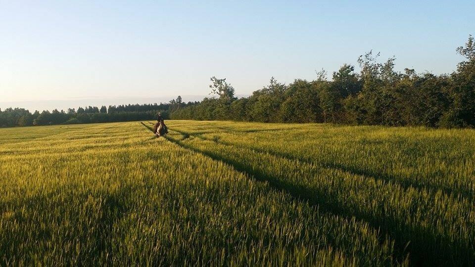 western ridning  billede 13