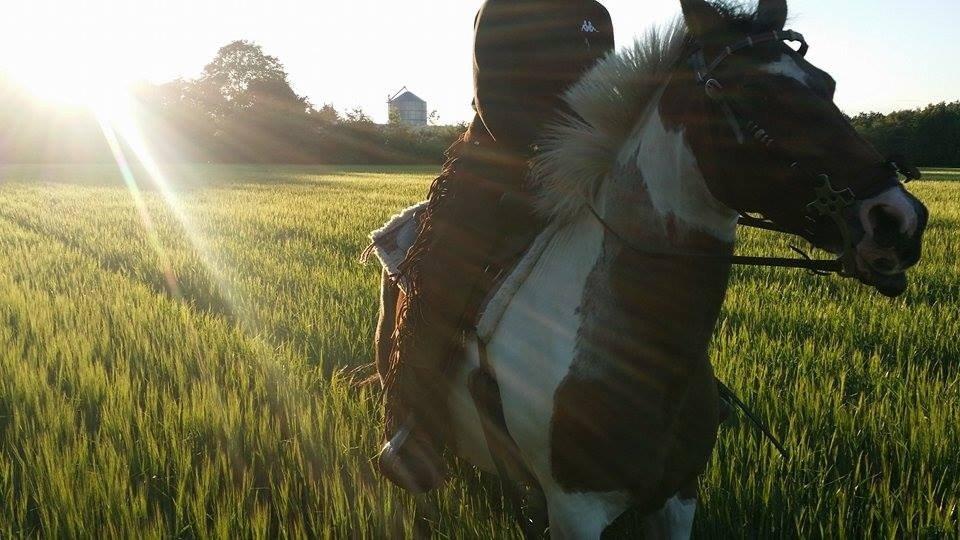 western ridning  billede 14