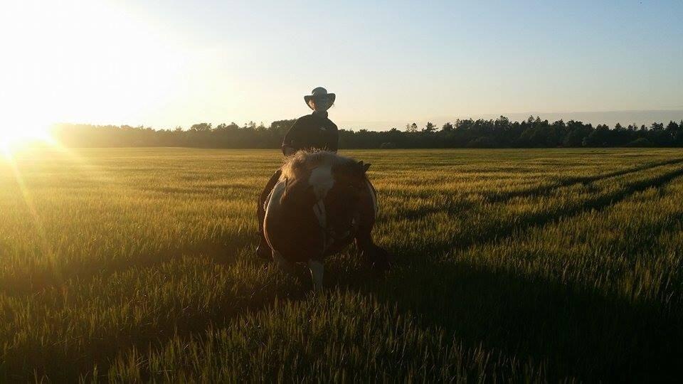 western ridning  billede 17