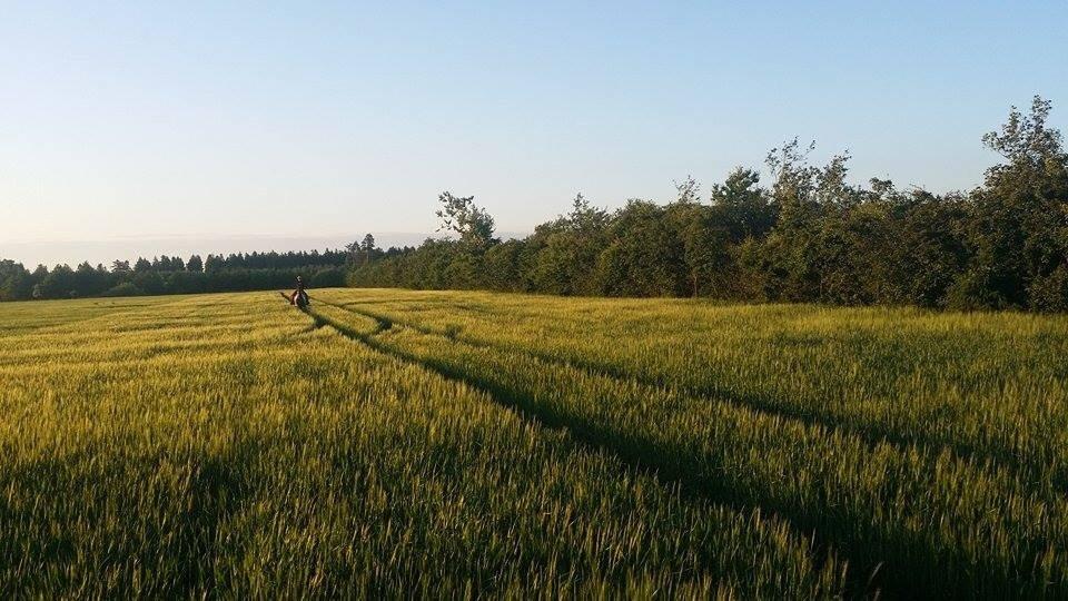 western ridning  billede 18