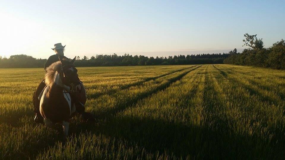 western ridning  billede 20