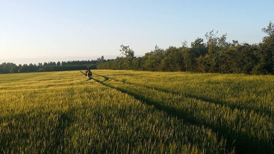 western ridning  billede 21