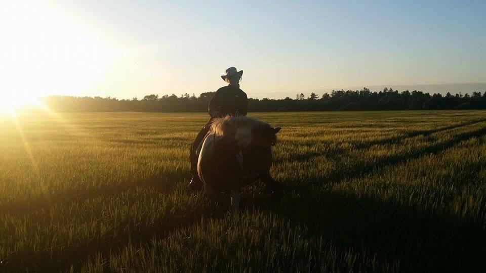 western ridning  billede 16