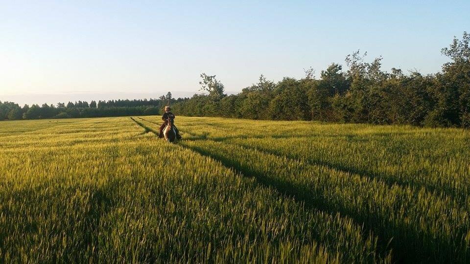 western ridning  billede 25